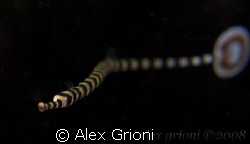 Banded pipefish - Kerby's Rock, Anilao by Alex Grioni 